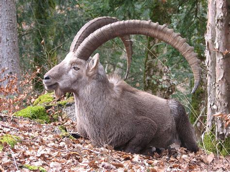 ibex animal